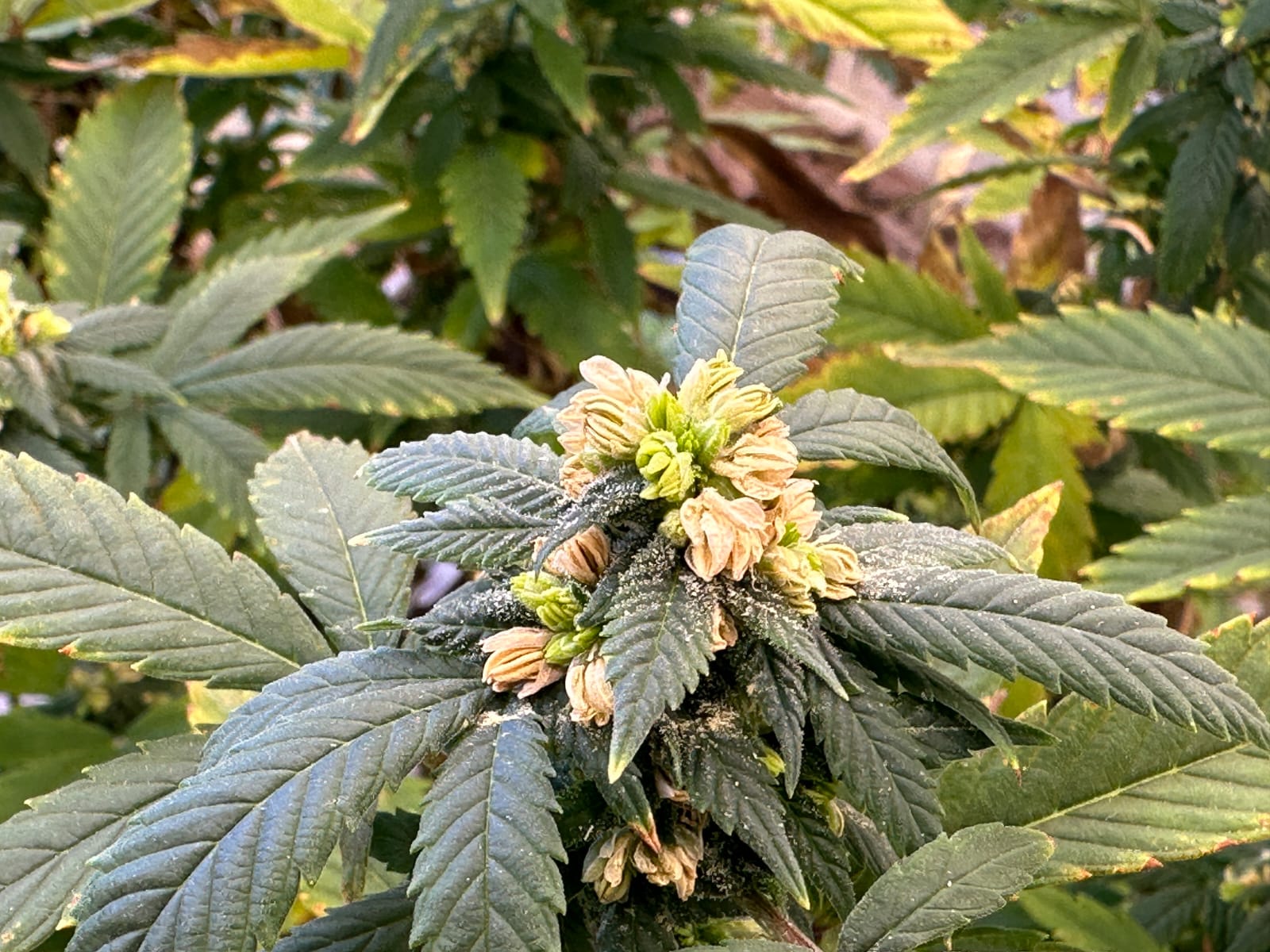 Certified organic cannabis variety — Verde Capital