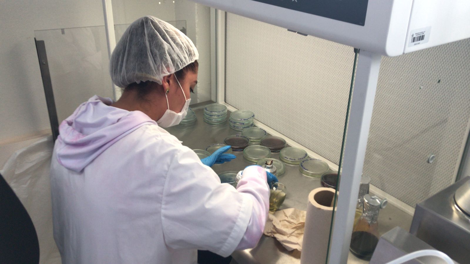 Cannabis lab scientist working