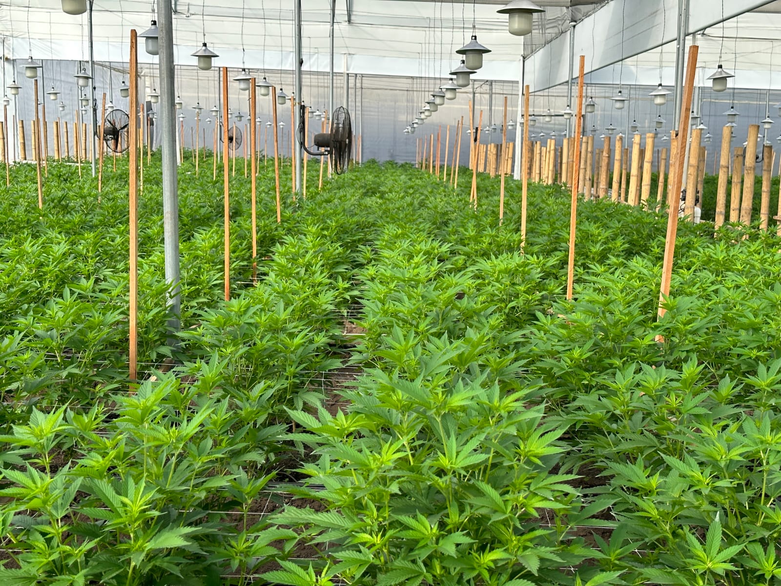Organically grown cannabis facility