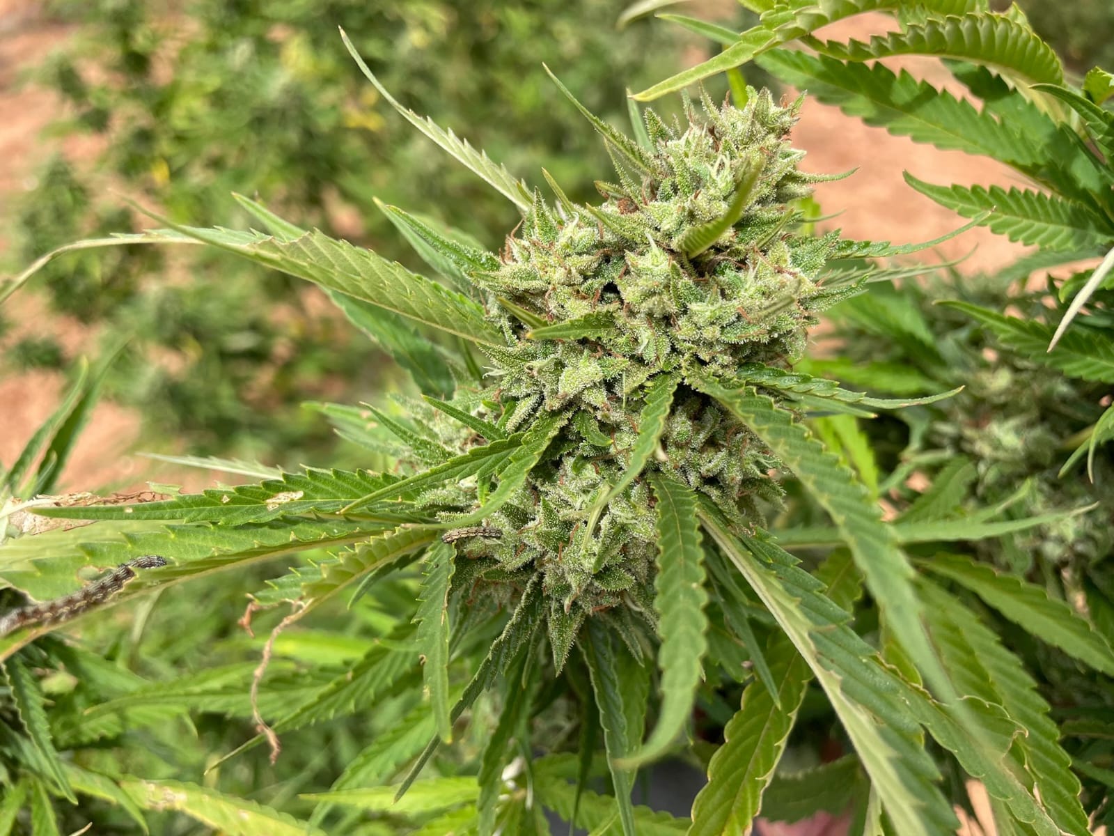 Premium cannabis variety — organic cultivation