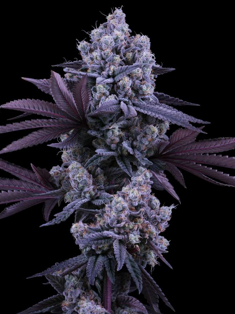 Sun-grown cannabis strain — Verde Capital