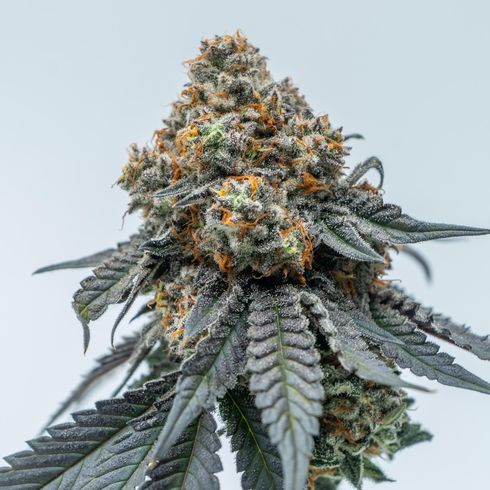 High-terpene cannabis variety — Colombia