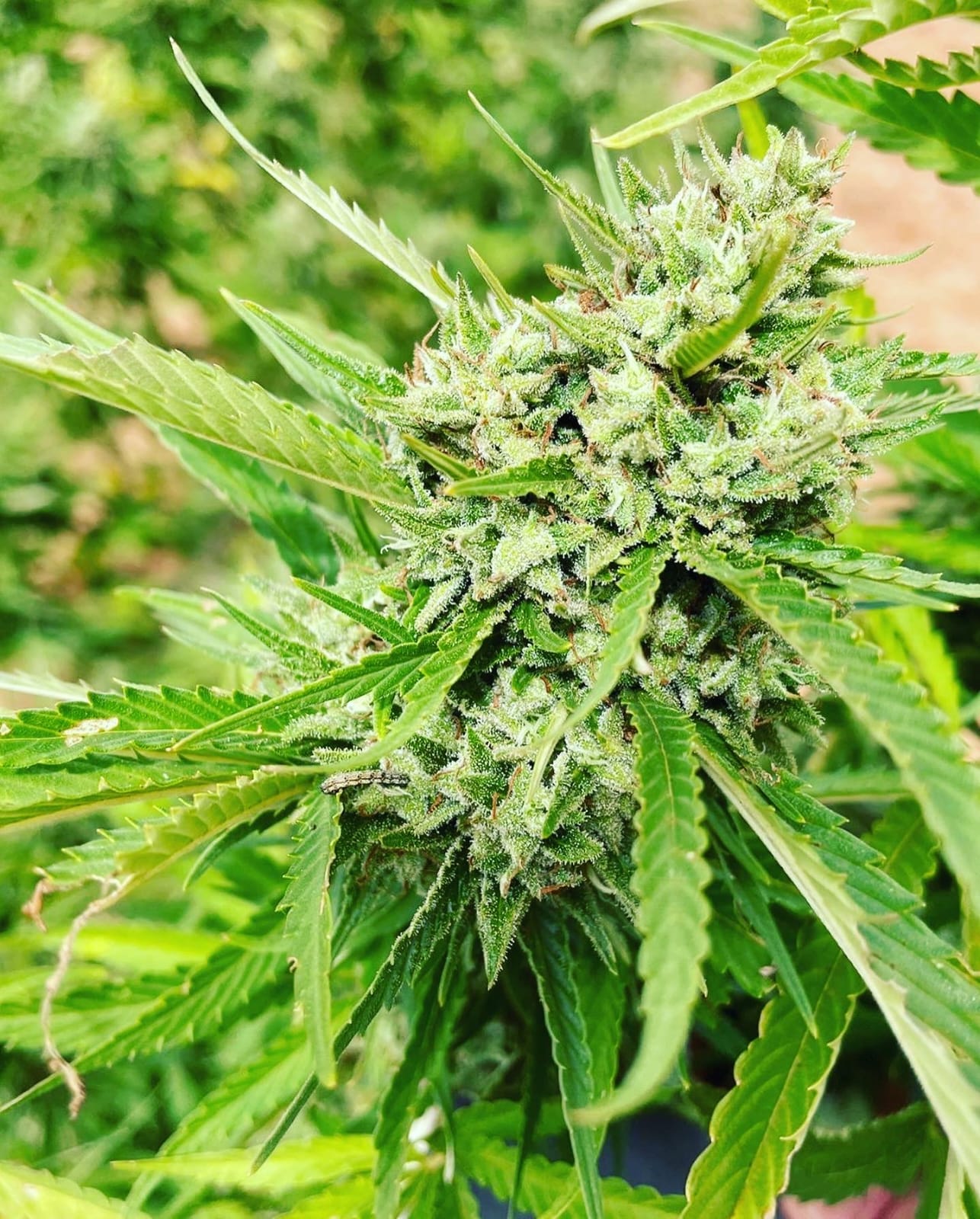 Medical-grade cannabis cultivar — Verde Capital
